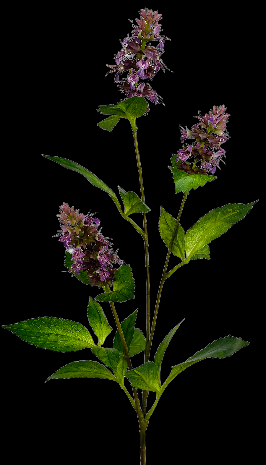Purple Blooming Mint Branch
22"