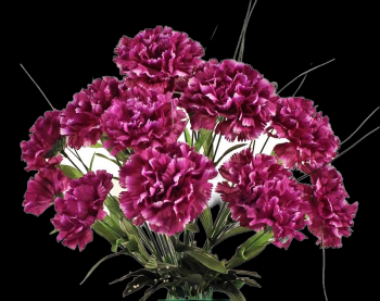 Purple Carnation x 14 
18