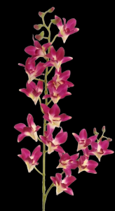Purple Dendrobium Orchid
34"