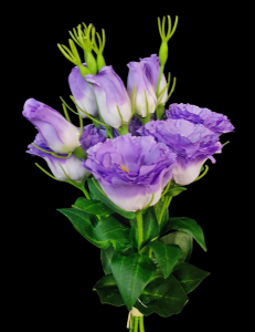 Purple Lisianthus Bundle x 5
21"