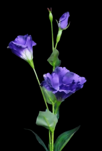 Purple Lisianthus x 3 
34"