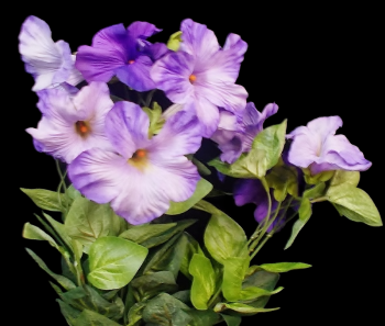 Purple Petunia x 9 
18"