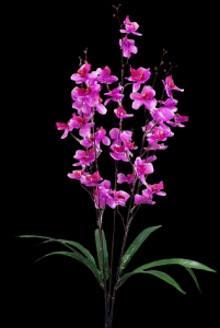 Purple Phalaenopsis Orchid Bush x 5
27"