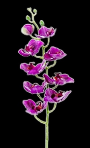 Purple Phalaenopsis Orchid
40"
