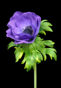Purple Real Touch Poppy Anemone 
22"