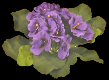 Purple Violet Bouquet 
8" Across 