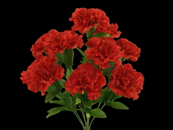 Red Carnation x 11 
17"
