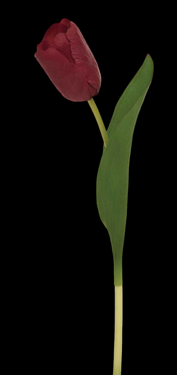 Red Dutch Tulip Stem 
14"