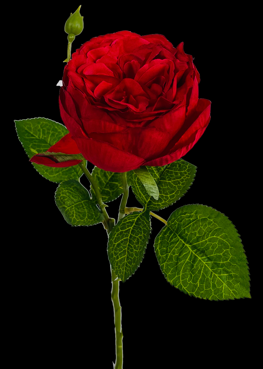 Red English Garden Rose Stem 
17", 3.5" Bloom