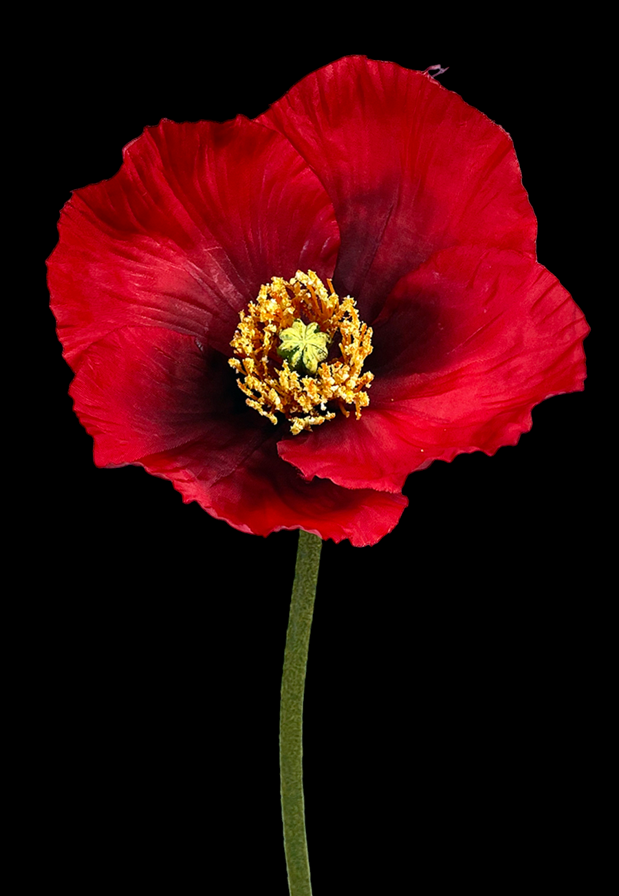 Red Garden Poppy Stem 
27"