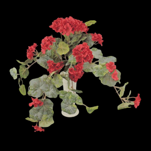 Red Geranium with Vines x 12 
20"