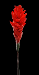 Red Ginger Stem
32", 7" Bloom