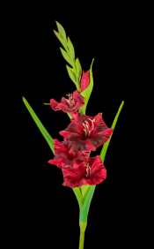 Red Gladiolus Spray 
22"