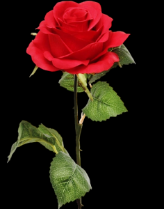 Red Open Rose Stem
20", 4" Bloom