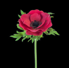 Red Real Touch Poppy Anemone
22"