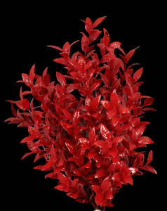 Red Ruscus x 5 
20"