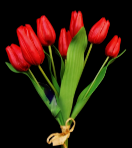 Red Tulip Bundle x 7
15"