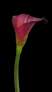 Small Aubergine Calla
16" 5" Bloom