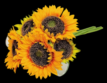 Sunflower Bundle x 5
14", 6" Blooms