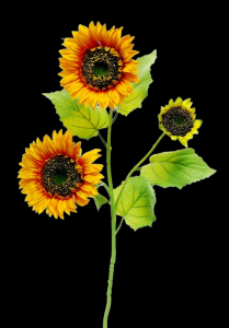 Sunflower Spray x 3
31", 6" Blooms