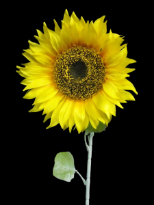 Gold Sunflower Stem
24", 9" Bloom