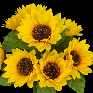 Sunflower x 11
18", 3" - 5" Blooms