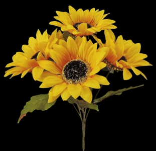 Sunflower x 6
13", 5" Blooms