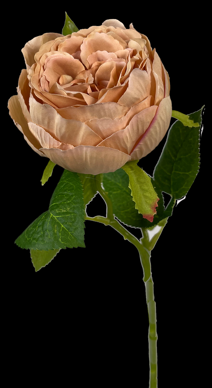 Toffy English Garden Rose Stem
17", 3.5" Bloom