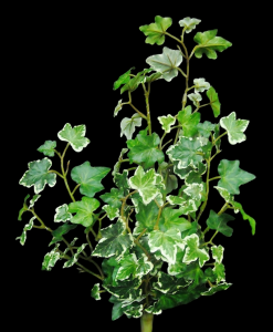 Variegated Lacy Ivy
16"