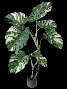 Variegated Monstera  Potted Plant
47" Plant in 7" Pot