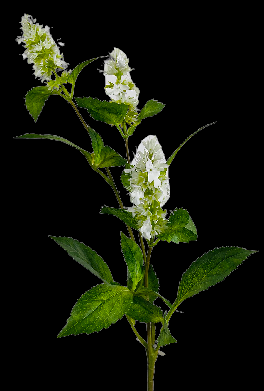 White Blooming Mint Branch
22"