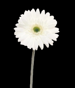 White Gerbera Stem 
25", 4.5" Bloom