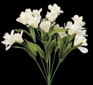 White Iris x 9 
18"