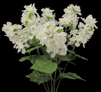 White Lilac x 6 
19"