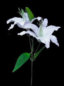 White Lily Tiger x 2 
39"