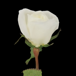 White Long Stem Rose Bud S/12
26"