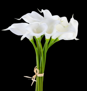 White Mini Calla Lily Bundle x 9 
14"