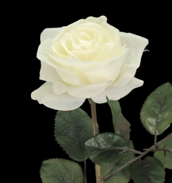 White Open Long Stem Rose S/12
26"