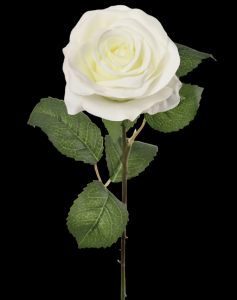 White Open Rose Stem
20", 4" Bloom