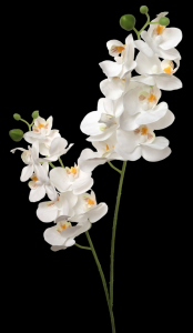 White Phalaenopsis Orchid Spray x 2
24"