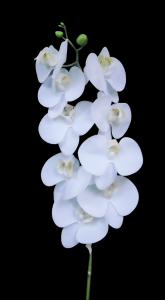 White Phalaenopsis Orchid
41"
