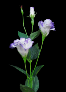 White/Purple Lisianthus x 3
34"