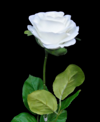 White Small Rose Stem S/6
17", 2.75" Bloom