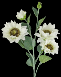 White Sunflower Spray x 5
 25", 2" - 4" Blooms