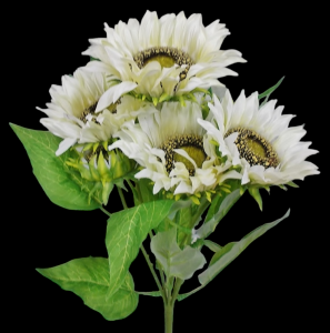 White Sunflower x 7 
17", 2.5" - 6" Blooms
