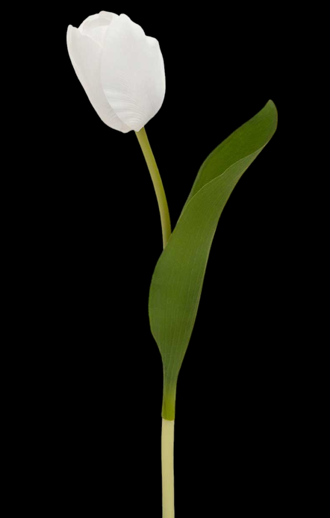 White Dutch Tulip Stem
14"