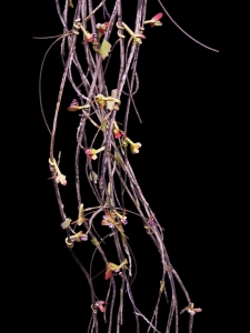 Wired Twig/Flower Garland x 12
6'