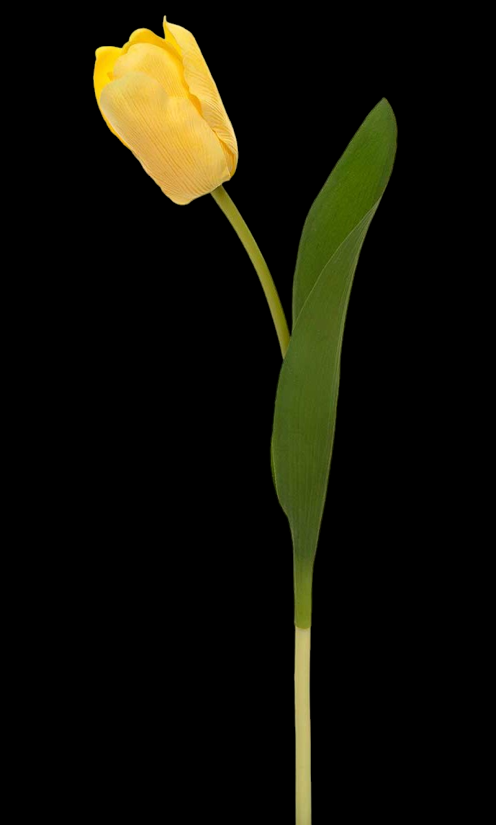 Yellow Dutch Tulip Stem
14"