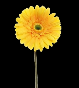 Yellow Gerbera Stem 
25", 4.5" Bloom