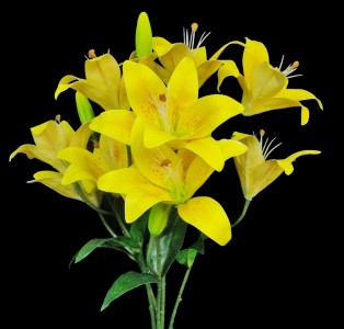 Yellow Lily x 5 
21"